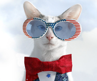 Happy 4th of Jully