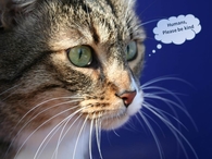 cat - humans please be kind