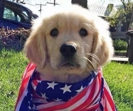 Freedom puppy