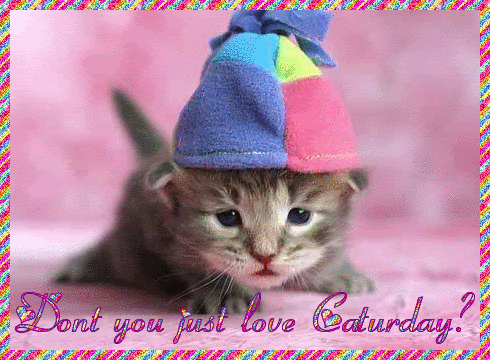 Don't you just love Caturday?