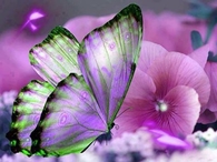 Beautiful Butterfly