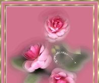 Pretty Pink Roses