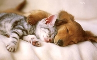 Good Night Cat & Dog