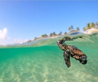 Baby Sea Turtle