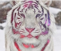 Rainbow Tiger