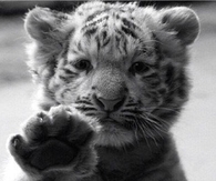 Cutest Baby Tiger