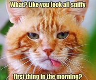 Grumpy Morning Cat