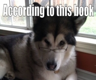 Dog issues