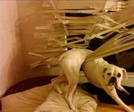 Stuck dog