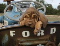 Ford Pup