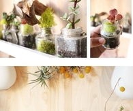 Tiny Jar plants
