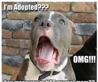 I'm adopted