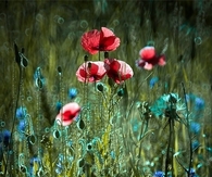 Beautiful flowers