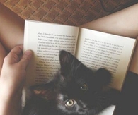 Cute Kitten