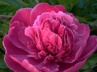 Pink flower