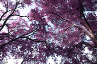 Purple pathways