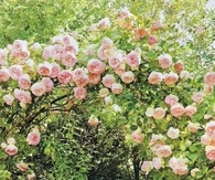 Pink rose garden
