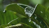 Rain drops