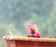 Budding flower