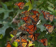 Butterfly haven