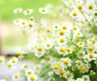 Dandelion flowers