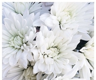 White flowers