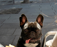 Hungry dog