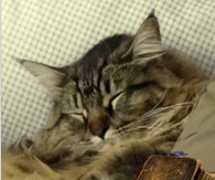 Cool Cat