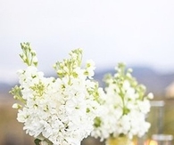 Fresh Flowers & Lemon Slices