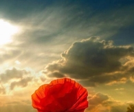 The Poppy Field