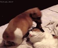funny dogs and cat