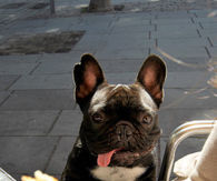 Hungry dog