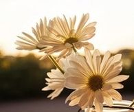 Flowers in a jar