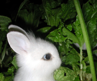Baby Bunny