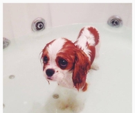 Sad Puppy Eyes