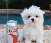 Malteze Not Much Bigger than a Can of Coke