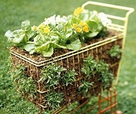 Salad garden