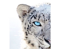 Blue Eyes Tiger