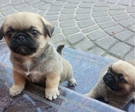 Cute puppies