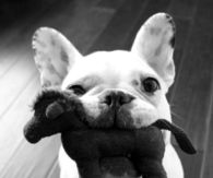 Puppy toy