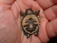 Cute little turtle