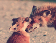 Fox love