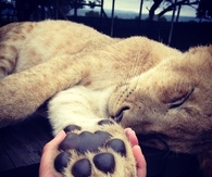 Sleeping lion