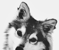 Baby husky