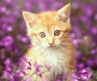 Cute Orange Kitten