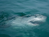 Great White Shark