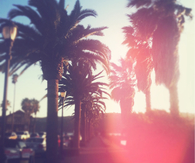 California Palm Trees