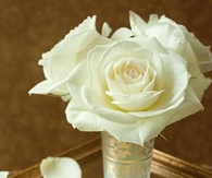 Blooming rose
