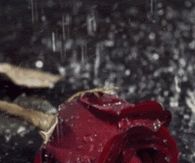 Rained on rose