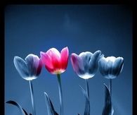Tulips in a vase